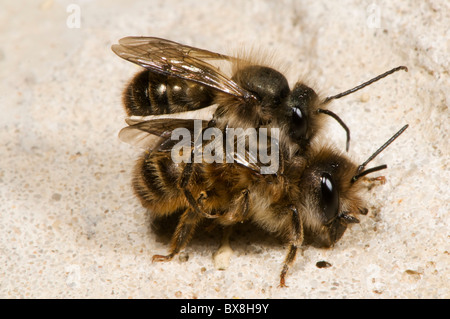 Coniugata coppia di Horn-di fronte le api (Osmia cornifrons), Corno-di fronte api coniugata Foto Stock