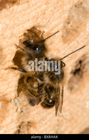 Coniugata coppia di Horn-di fronte le api (Osmia cornifrons), Corno-di fronte api coniugata Foto Stock