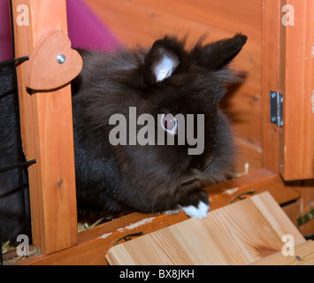 Nero Lionhead rabbit femmina nel hutch Indoor Foto Stock