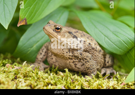 Adulto il rospo comune a caccia di bug e in preda al livello del suolo tra il muschio licheni vicino stagno dopo la deposizione delle uova Foto Stock