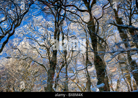 Neve su alberi Yorkshire Foto Stock