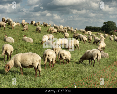 Gregge di pecore al pascolo su una sorta di argine del fiume Elba vicino Tespe, Elbmarsch, Bassa Sassonia, Germania. Foto Stock