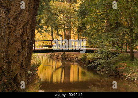 Ponte su Blackwater Rhinefield unità ornamentali la New Forest Hampshire England Regno Unito Foto Stock