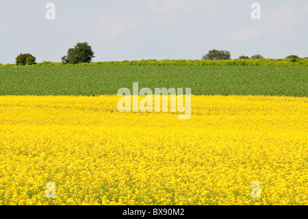 Canola Field, Bothwell, Prince Edward Island, The Maritimes, Canada. Foto Stock