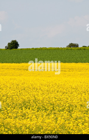 Canola Field, Bothwell, Prince Edward Island, The Maritimes, Canada. Foto Stock