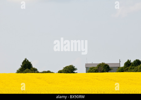Canola Field, Bothwell, Prince Edward Island, The maritimes, canada. Foto Stock