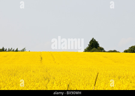 Canola Field, Bothwell, Prince Edward Island, The maritimes, canada. Foto Stock