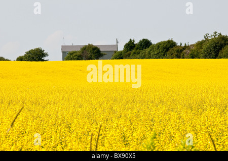 Canola Field, Bothwell, Prince Edward Island, The maritimes, canada. Foto Stock