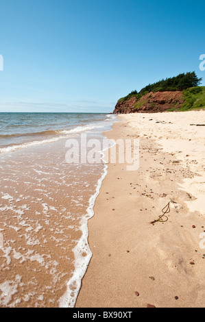 Spiaggia di Sante Sands, Canola Field, Bothwell, Prince Edward Island, The maritimes, canada. Foto Stock