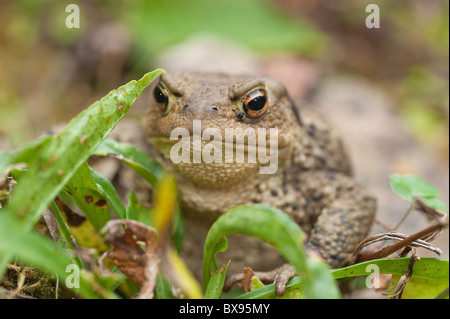 Adulto il rospo comune a caccia di bug e in preda al livello del suolo tra il muschio licheni vicino stagno dopo la deposizione delle uova Foto Stock