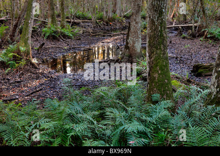 Brooker Creek preservare, Tarpon Springs, in Florida Foto Stock