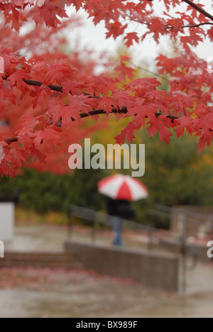 Un albero di acero con foglie rosse si trova in primo piano e come un uomo tiene il suo ombrello su se stesso per proteggere se stesso. Foto Stock