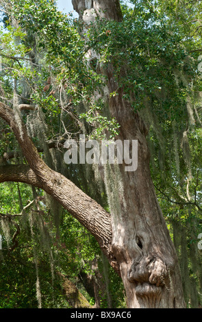 Rosedown Plantation c. 1835, sito storico dello stato, la grande quercia ramo di albero crescono fuori di cipresso Foto Stock