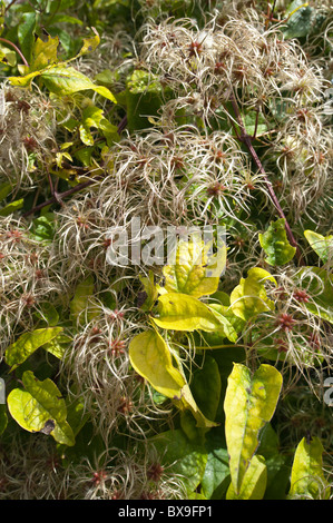 Old mans barba scalatore attraente wispy fluffy soft teste di seme sottile filo feathery dispersione del vento Foto Stock