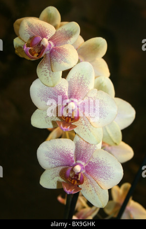 Moth Orchid Phalaenopsis preso Liverpool Museum, England, Regno Unito Foto Stock