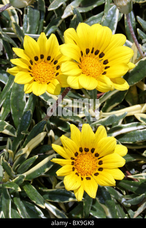 Giallo Margherite Gazania prese a Awasa, Etiopia Foto Stock