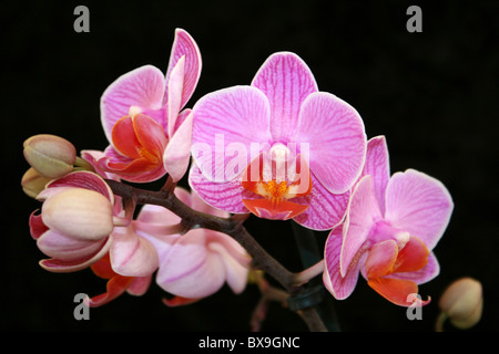 Moth Orchid Phalaenopsis Hybrid Foto Stock