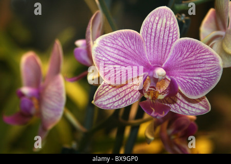 Moth Orchid Phalaenopsis Hybrid Foto Stock