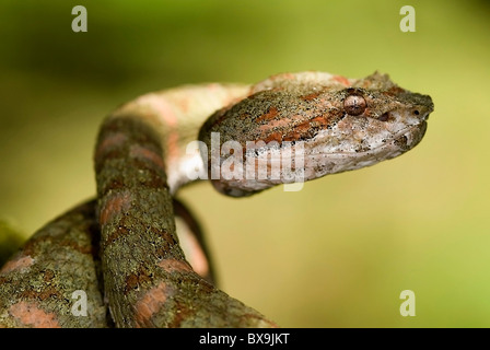 Tintura ciglia Palm Pitviper 'Bothriechis schlegeli' dal Costa Rica Foto Stock