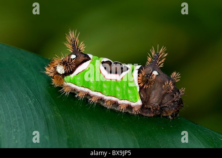 Sella torna Caterpillar 'Acharia sp.' dal Costa Rica Foto Stock