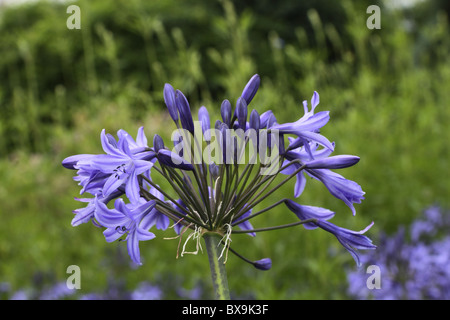 Agapanthus Foto Stock