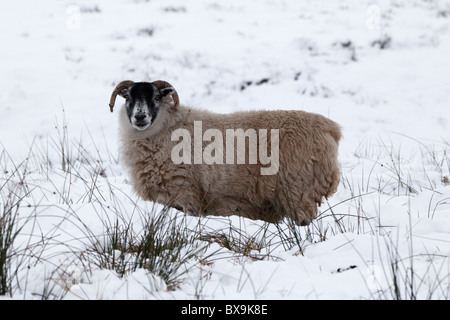 Pecora in piedi nella neve profonda sulla brughiera in Scozia Foto Stock