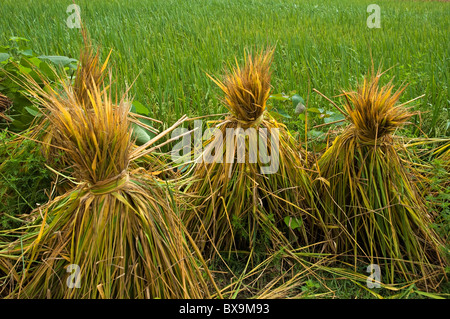 Risaie e riso raccolto essiccazione al sole, Yangshuo, Guangxi, Cina. Foto Stock