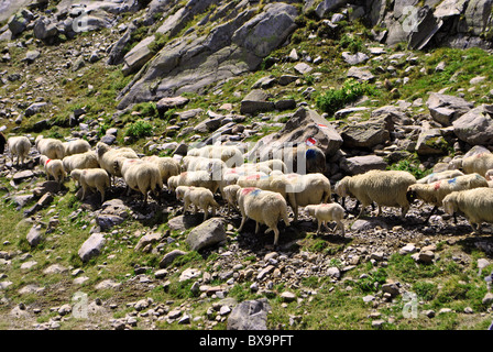 Passaggio di pecore sulle montagne in alta quota Foto Stock