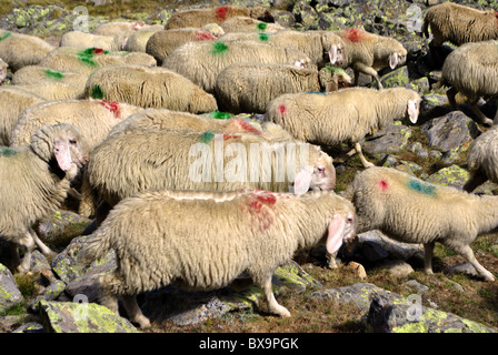 Passaggio di pecore sulle montagne in alta quota Foto Stock