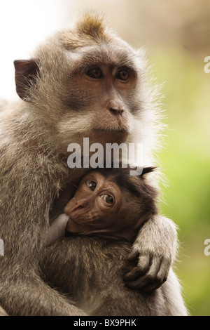 La madre e il bambino scimmia Foto Stock