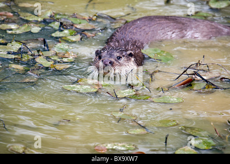 Lontra nuoto Foto Stock