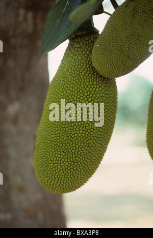 La maturazione di frutta jackfruit sull'albero, Thailandia Foto Stock