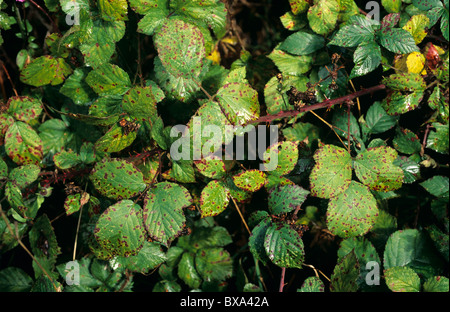 Blackberry comune (ruggine Phragmidium violaceum) infezione su wild blackberry stelo Foto Stock