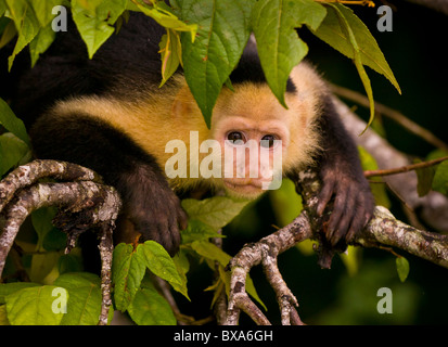 PANAMA - scimmia cappuccino, Cebus capucinus, nel Parco Nazionale di Soberania. Foto Stock