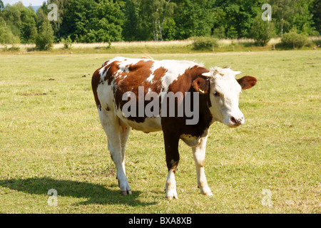 Marrone e bianco mucca sul prato Foto Stock