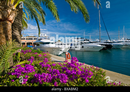 Puerto Portals marina con bouganville e luxury motor yacht ormeggiati a Portals Nous Palma de Maiorca Isole Baleari Spagna Foto Stock
