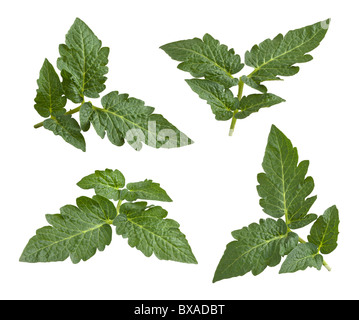 Foglie di pomodoro isolato su uno sfondo bianco Foto Stock