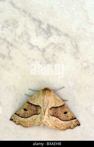 Festone falena Quercia (Crocallis elinguaria), Inghilterra, Regno Unito Foto Stock