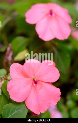 Impatiens rosa in fiore vicino fino in Inghilterra, Regno Unito Foto Stock