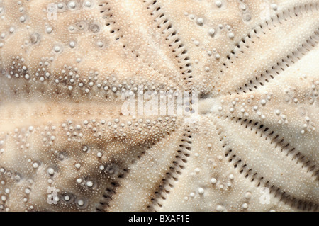 Dettagliate fino in prossimità del cuore viola urchin shell (Spatangus purpureus). Foto Stock