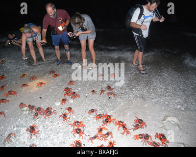 Guardare la gente granchi rossi (Gecarcoidea natalis) la deposizione delle uova a circa 4am a ocean edge, 1 dicembre 2010, Isola di Natale Foto Stock