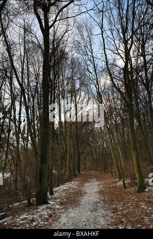 Inverno scene Parkland Nottingham Inghilterra Foto Stock