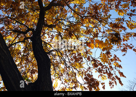 Albero di autunno Foto Stock