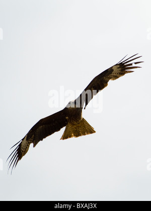 Un aquila mongola volare fino in cielo. Foto Stock