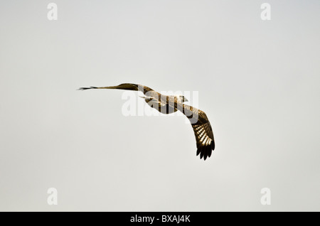 Un aquila mongola volare fino in cielo. Foto Stock