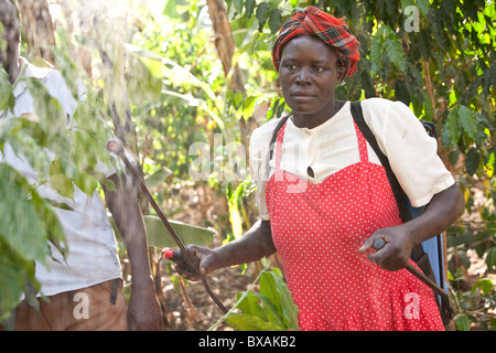 Una donna spray insetticida sul suo caffè alberi in Buwanyanga Village - Sironko, Uganda orientale, Africa orientale. Foto Stock