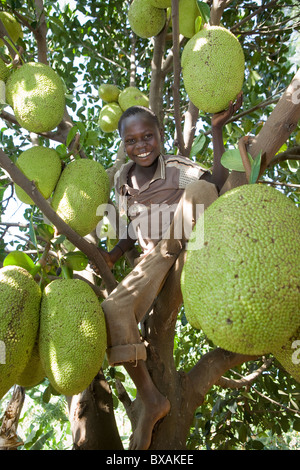 Un ragazzo si arrampica un albero jackfruit nel villaggio Buwanyanga - Sironko, Uganda orientale, Africa orientale. Foto Stock