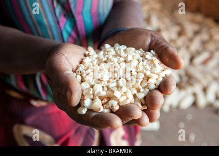 Una donna che tiene una manciata di mais i kernel Iganga, Uganda, Africa orientale Foto Stock