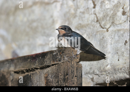 Barn Swallow (Hirundo rustica) fledged capretti chick avendo appena lasciato il nido - estate - Belgio Foto Stock