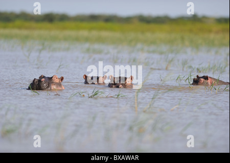 Ippopotamo - Ippona (Hippopotamus amphibius) gruppo nuoto nel lago Baringo - Kenya - Africa orientale Foto Stock